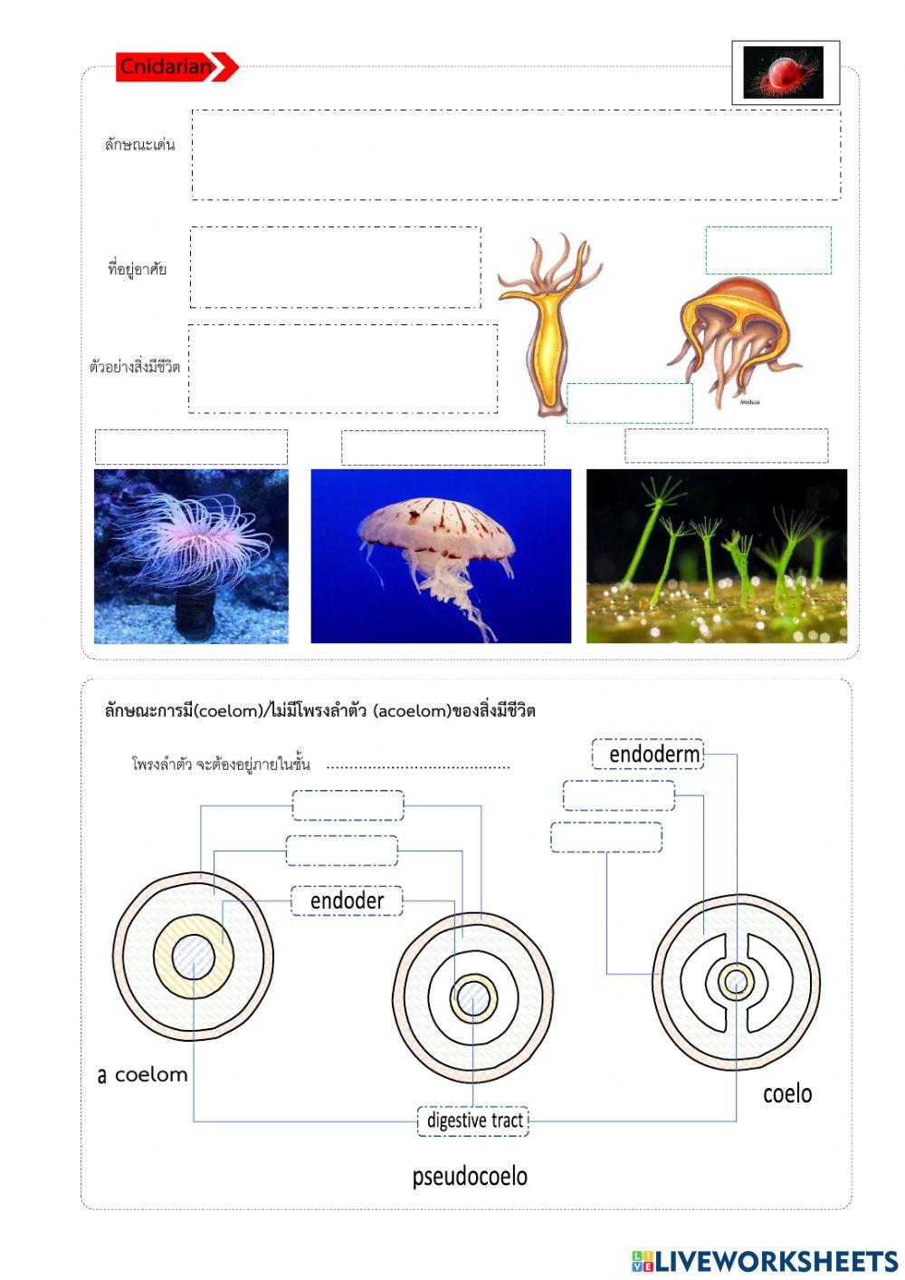 ใบงานที่ 4 เรื่องสัตว์