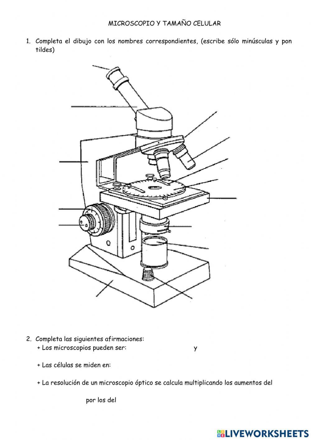 Microscopio y células
