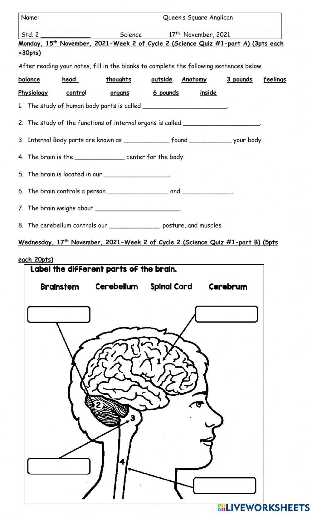The Brain - Science Activity Quiz -1 Cycle 2
