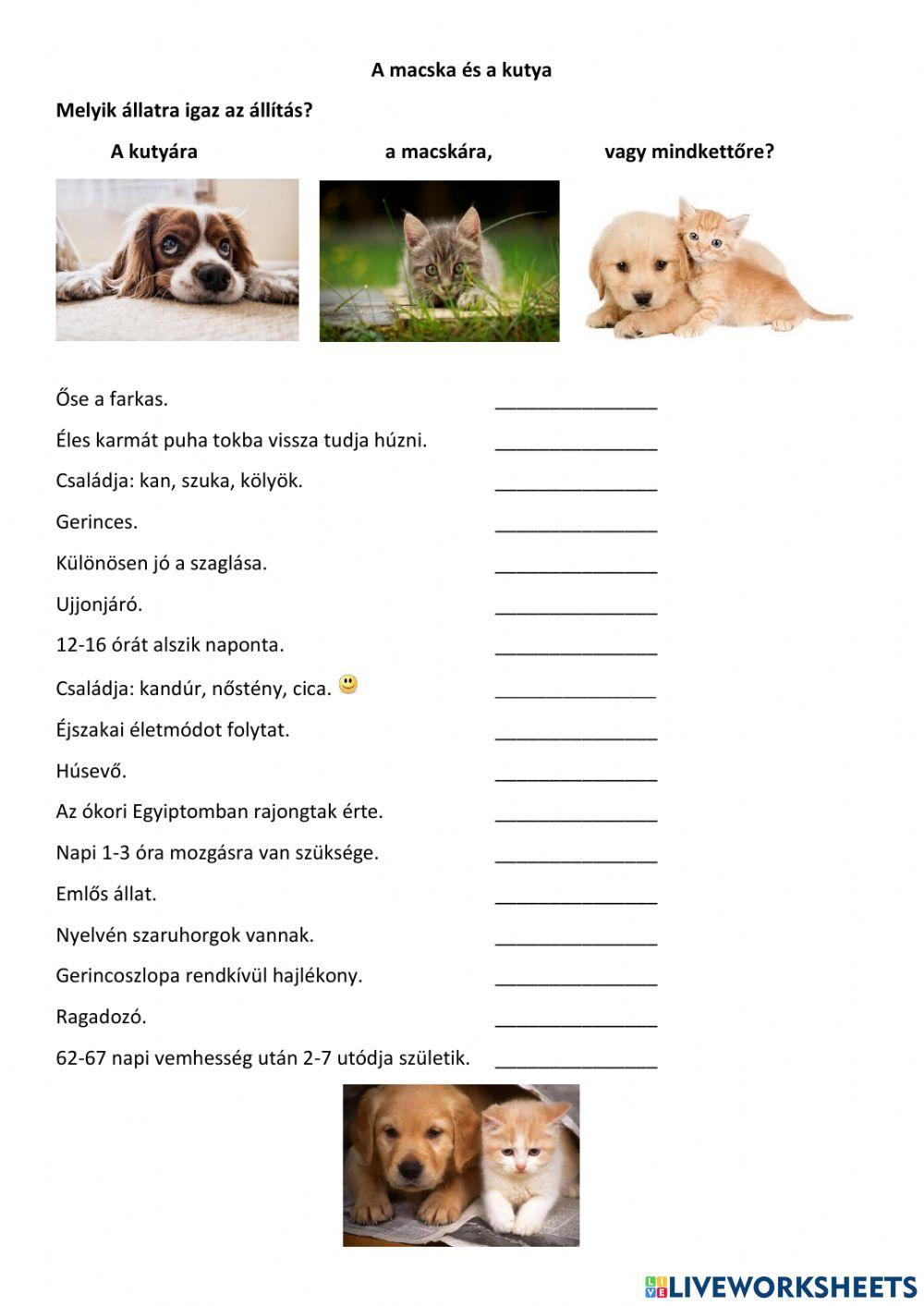 A macska és a kutya