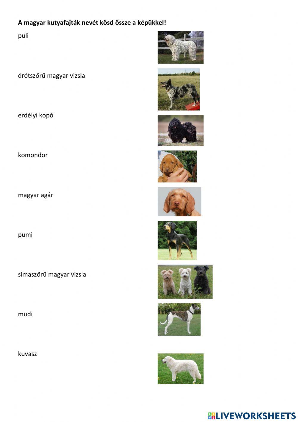 A macska és a kutya