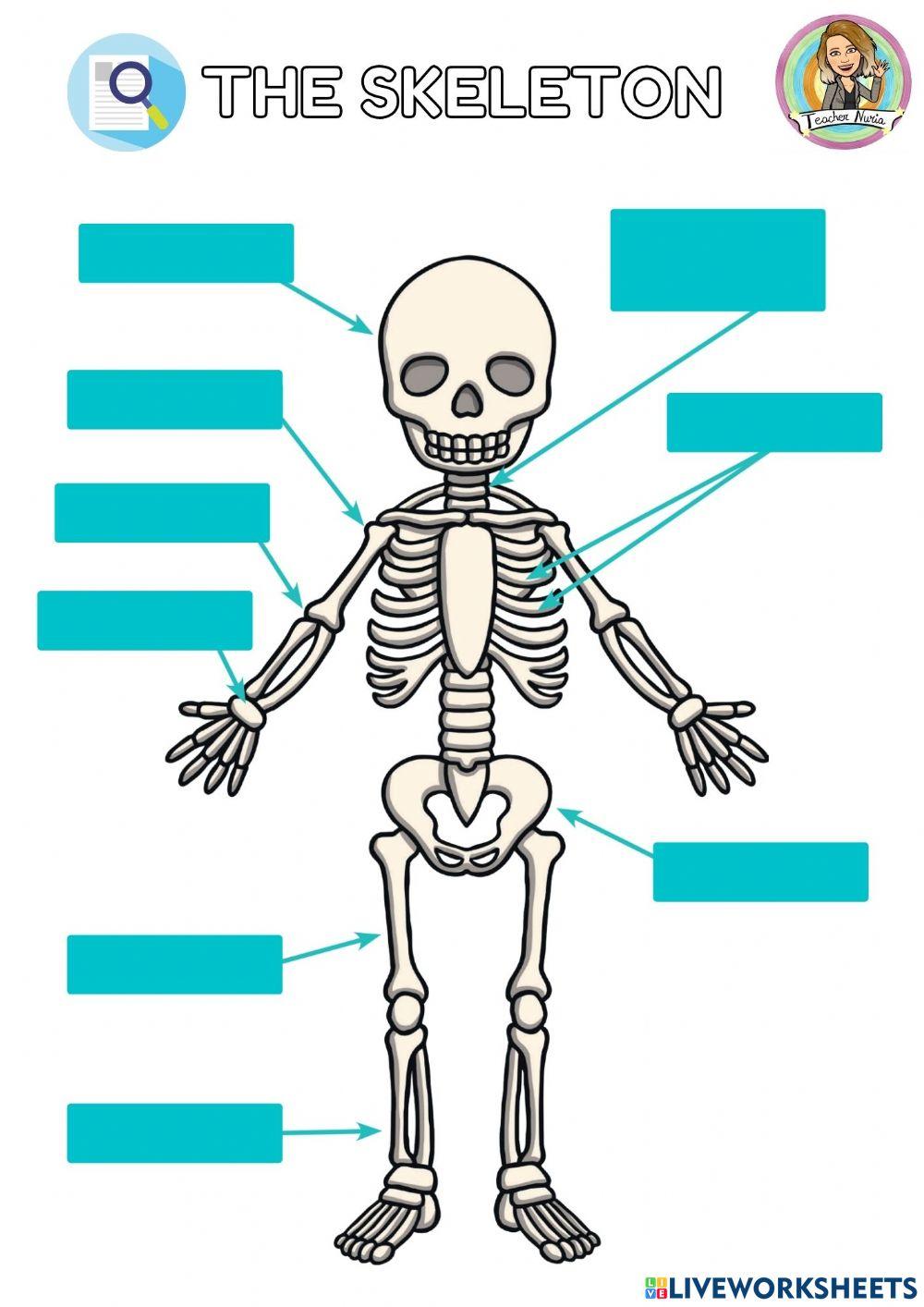 Skeletón parts -teachernuriainclass