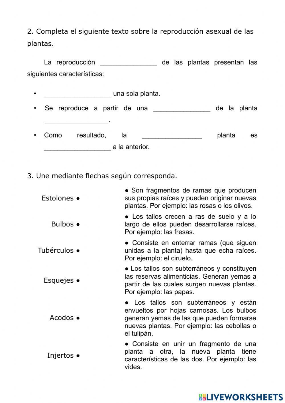 Control Tema 2.1. Las plantas