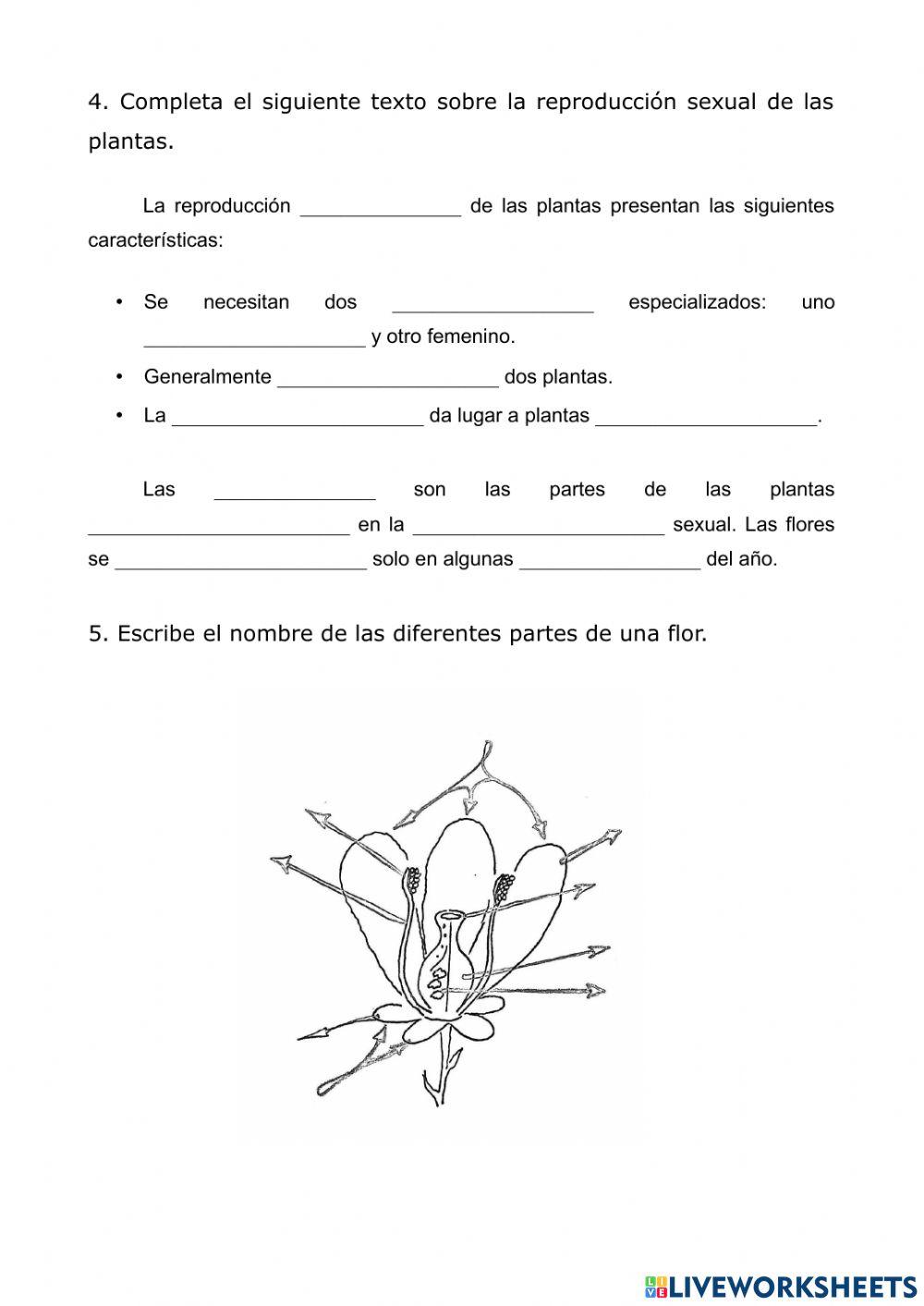 Control Tema 2.1. Las plantas