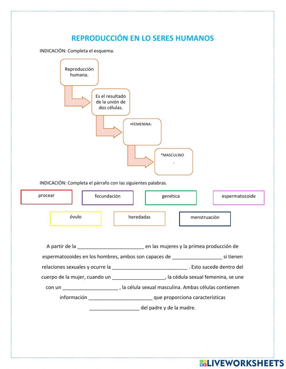 Reproducción en lo seres humanos