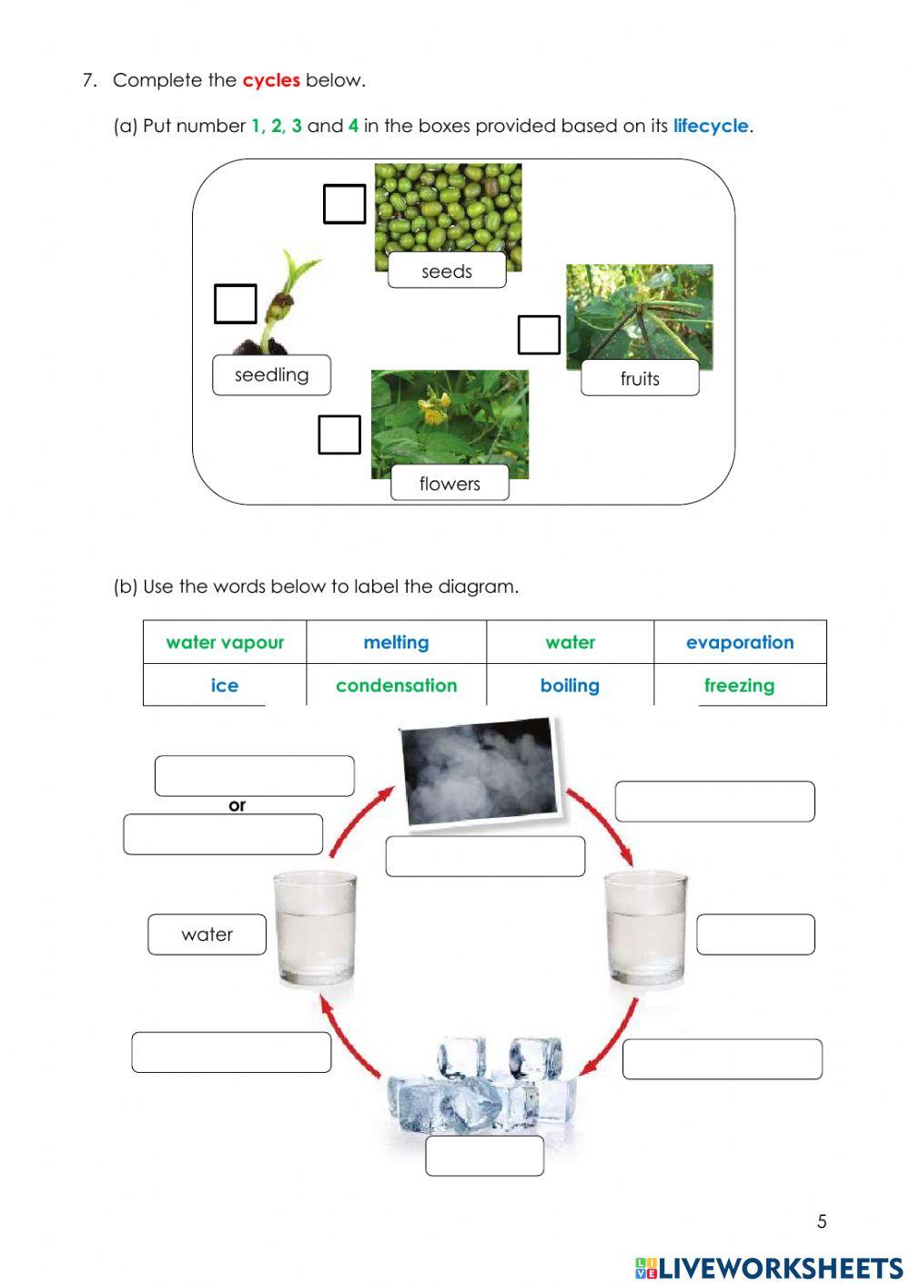 Year 4 SBE 2021 (SCIENCE)
