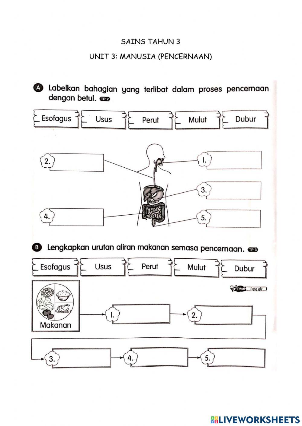 Unit 3: Manusia (pencernaan)