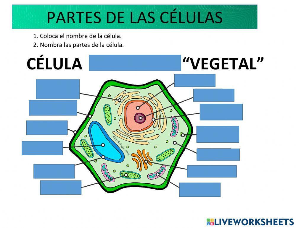 Partes de la célula vegetal 