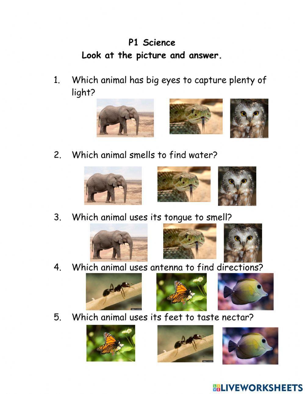 1657069 Animal Senses Budi Febrianto 1657069-animal-senses-budi-febrianto
