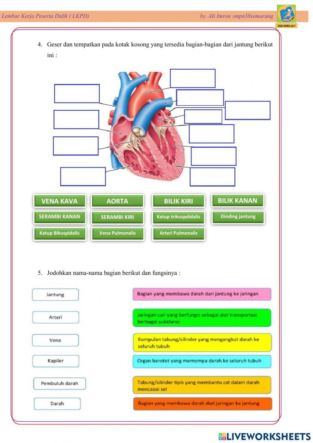 Lkpd sistem peredaran darah manusia