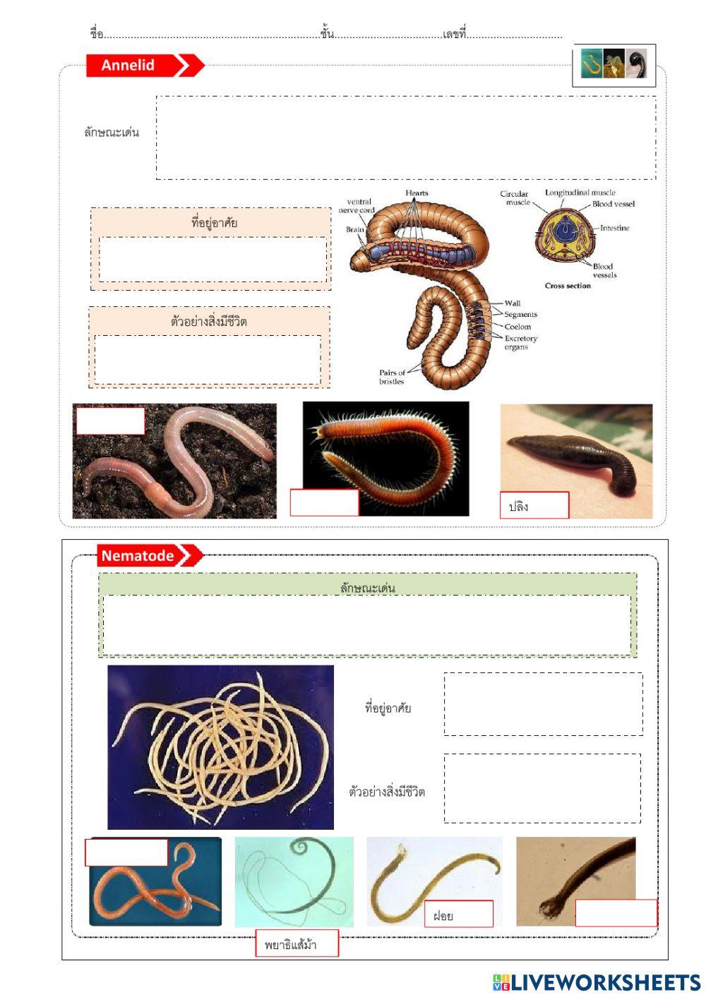 ใบงานที่ 5 เรื่องสัตว์