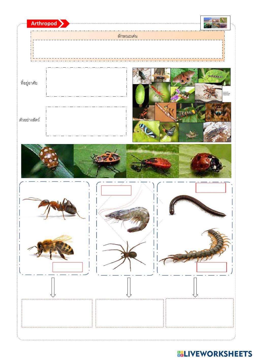 ใบงานที่ 5 เรื่องสัตว์