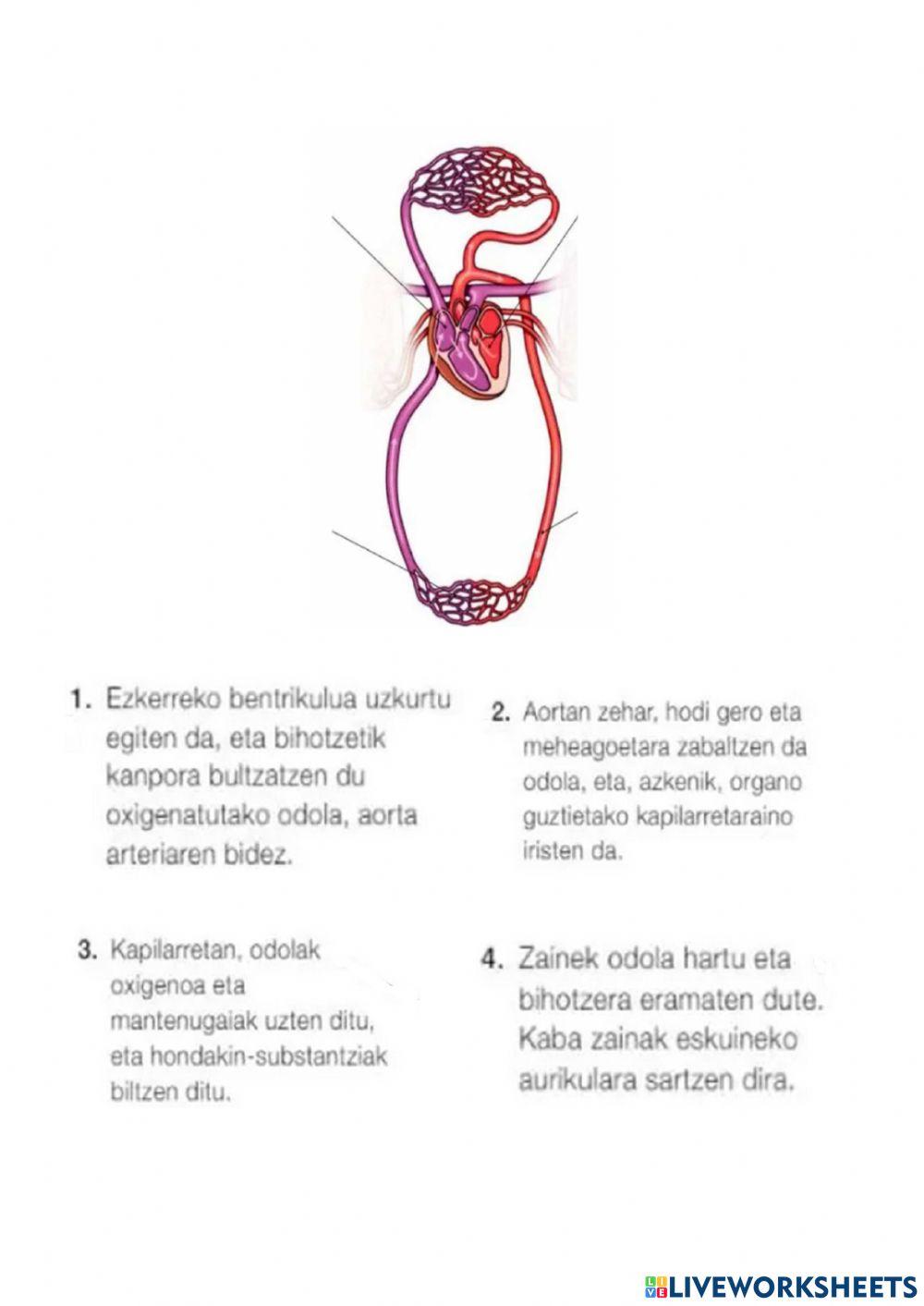 Zirkulazio aparatuaren funtzionamendua