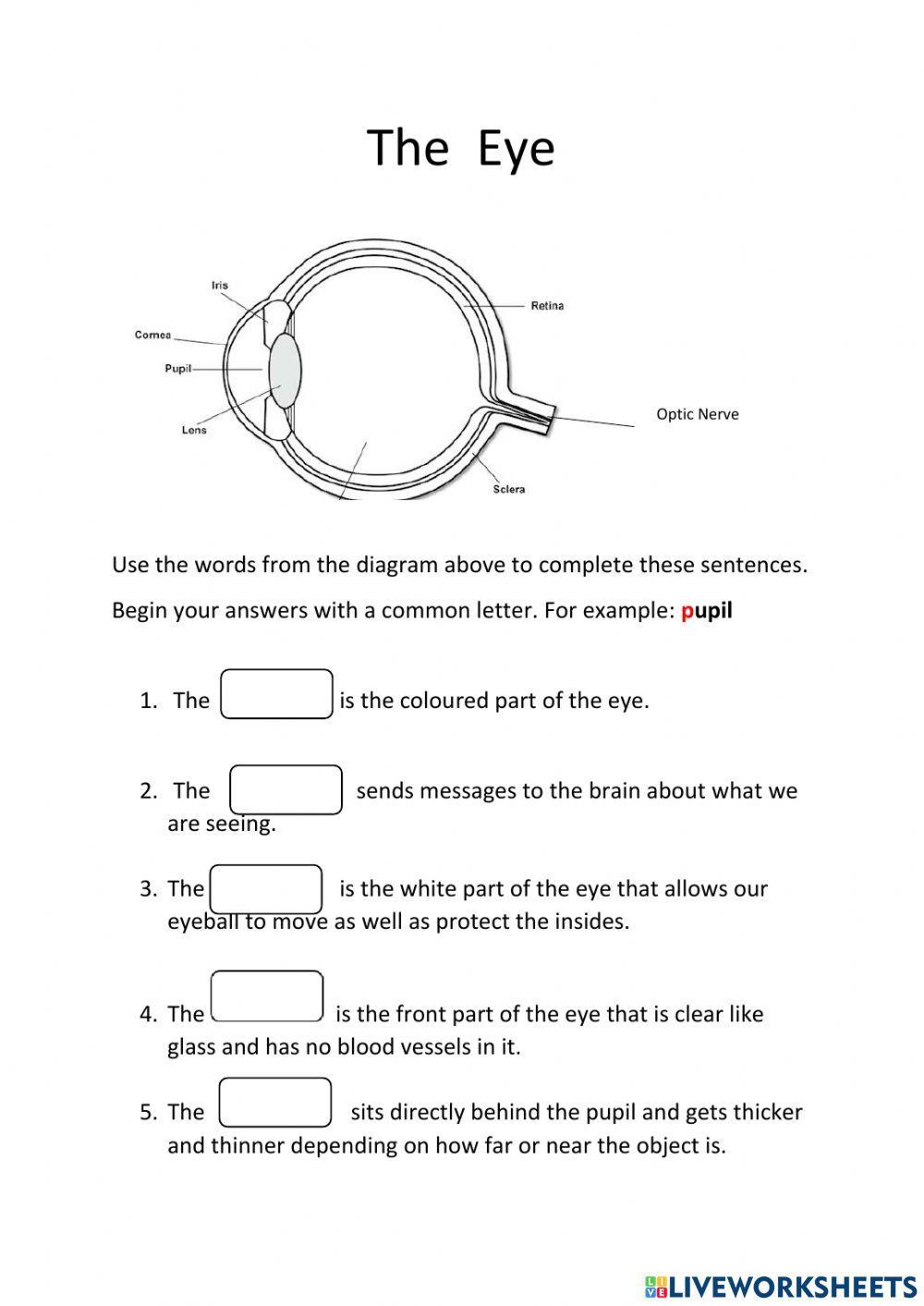 The Parts of the Eye worksheet
