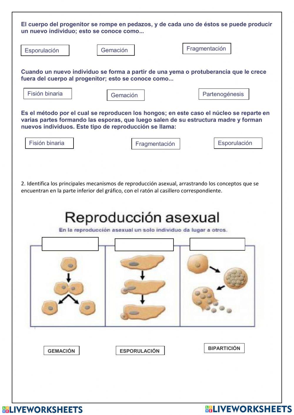 La reproducción asexual