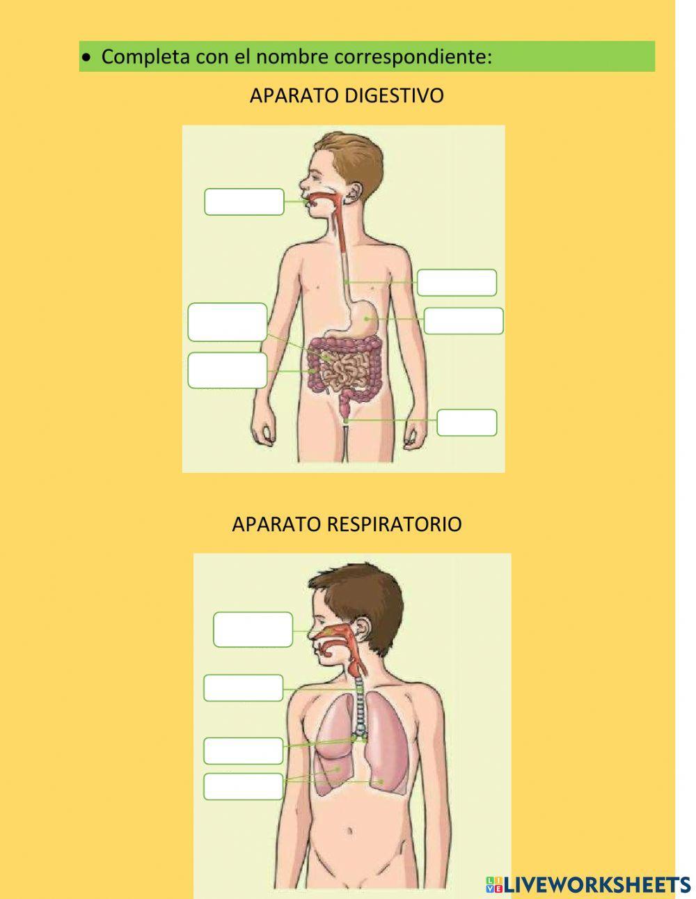 Los aparatos de la función de nutrición
