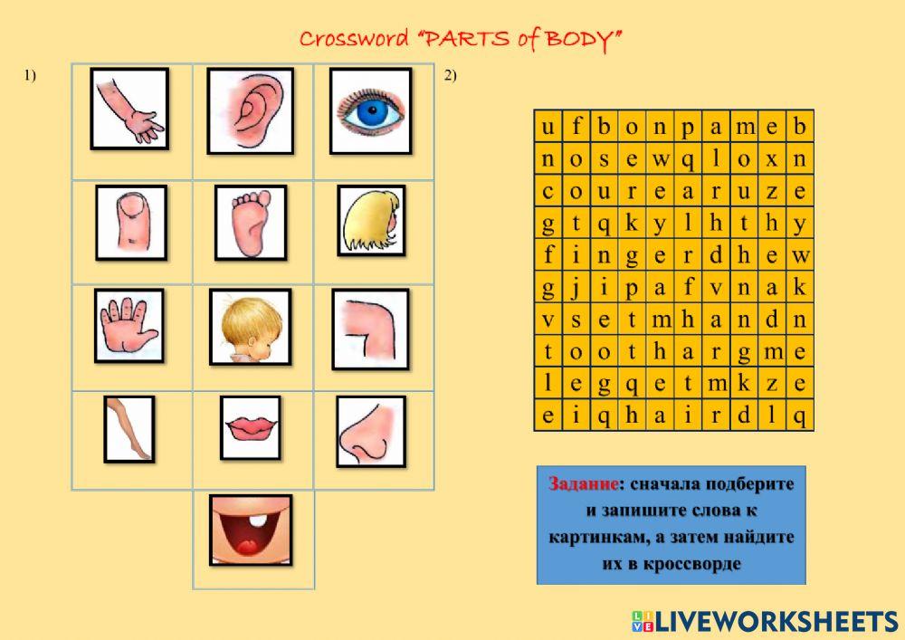 Crossword parts of body