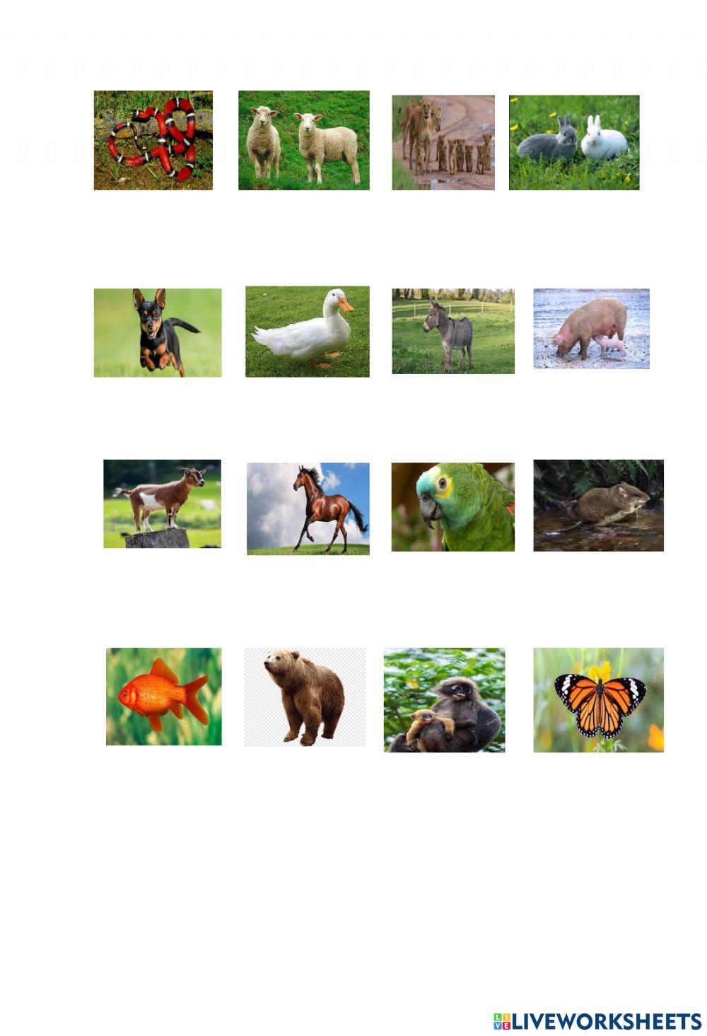 Las partes del cuerpo y los animales