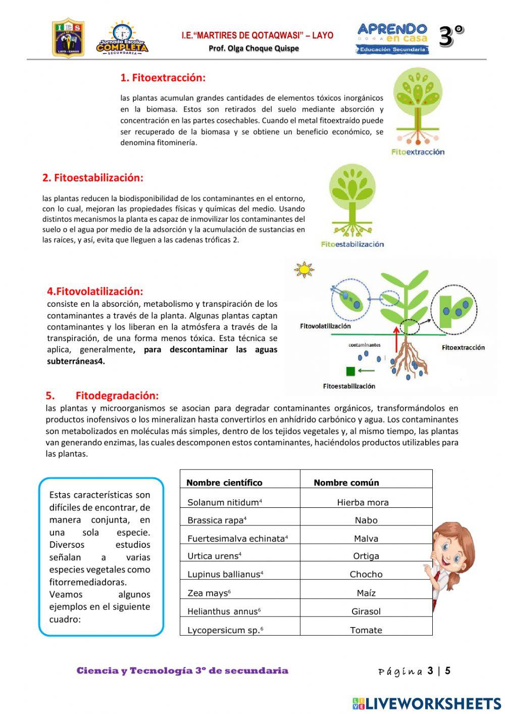 3ro. Diseñamos e implementamos una solución tecnológica para la descontaminación del suelo.
