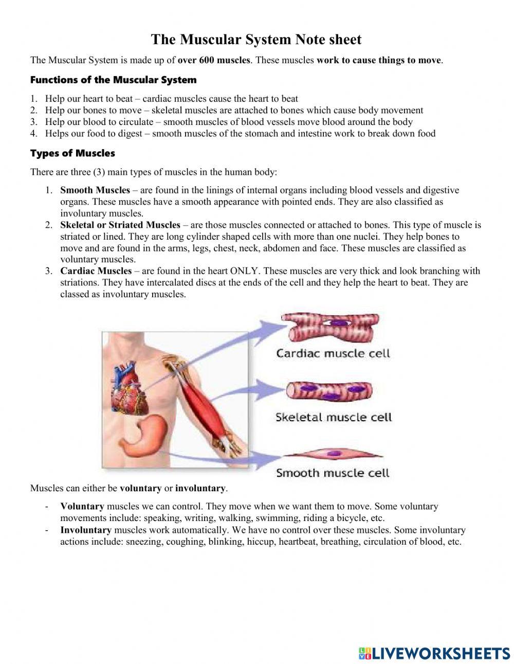 Muscular System Muscular System