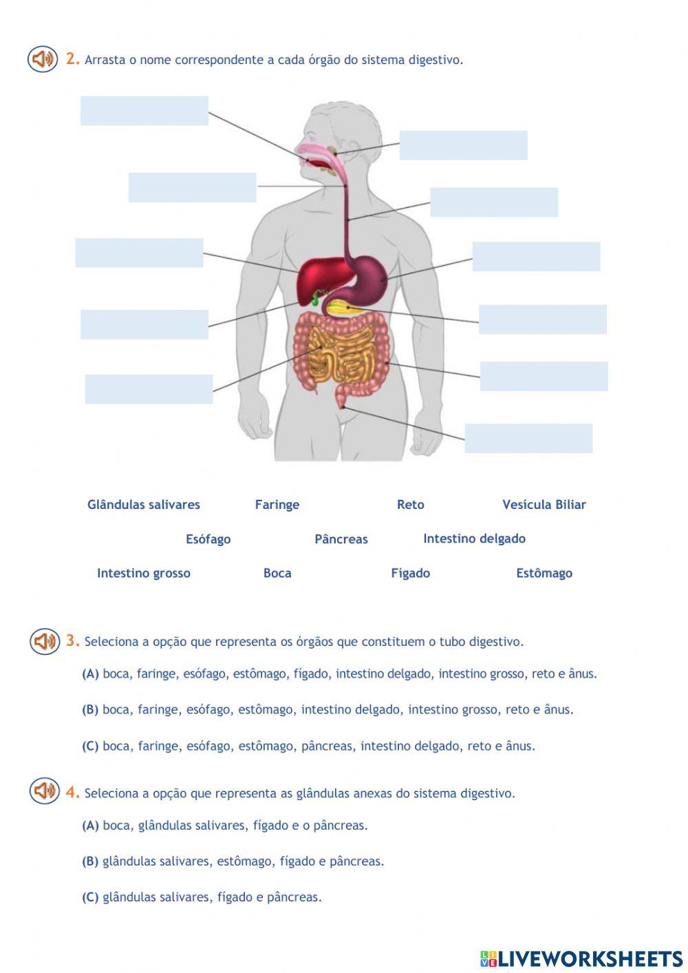 CN-6º ANO-SISTE… | Free Interactive Worksheets | 5246201, image size:1000x1413
