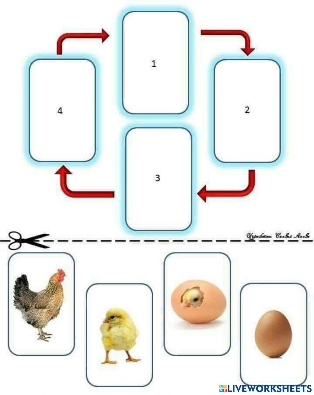 Bé tìm các giai đoạn phát triển của gà