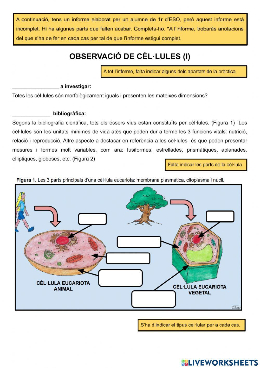 Pràctica laboratori: Observació de cèl·lules (I)