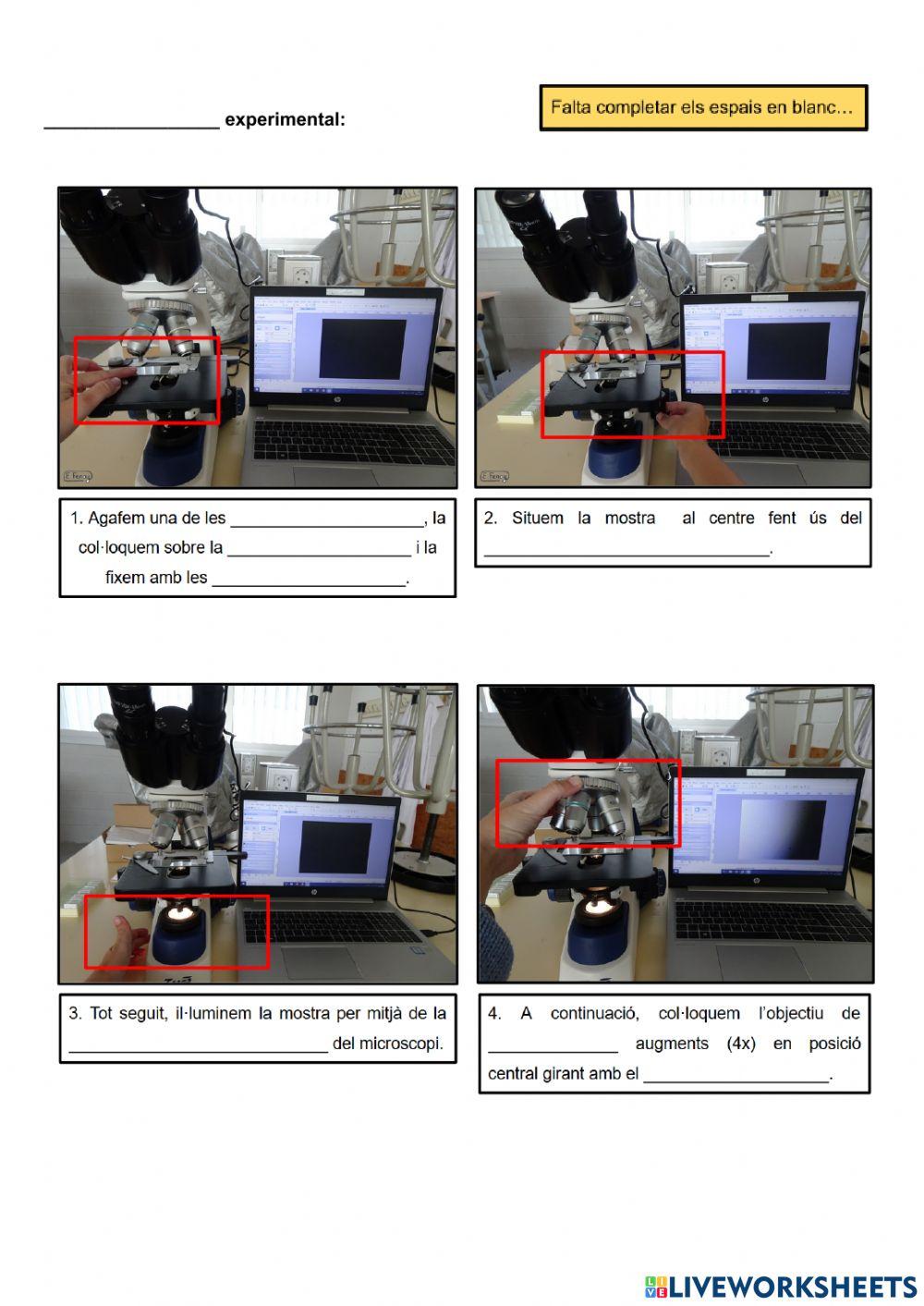 Pràctica laboratori: Observació de cèl·lules (I)