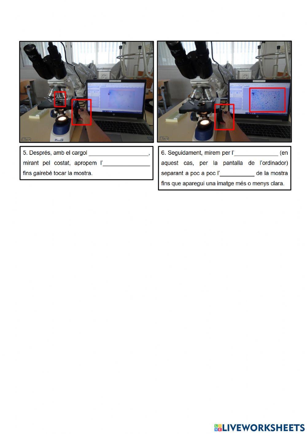 Pràctica laboratori: Observació de cèl·lules (I)