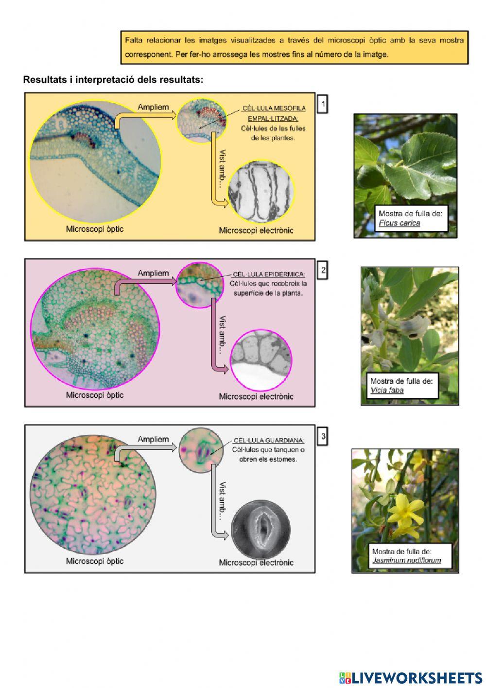 Pràctica laboratori: Observació de cèl·lules (II)