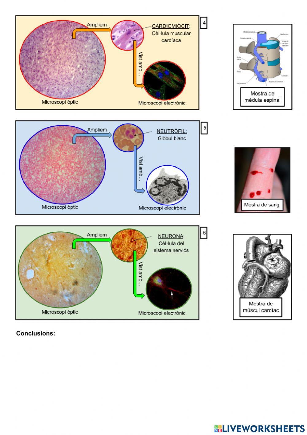 Pràctica laboratori: Observació de cèl·lules (II)