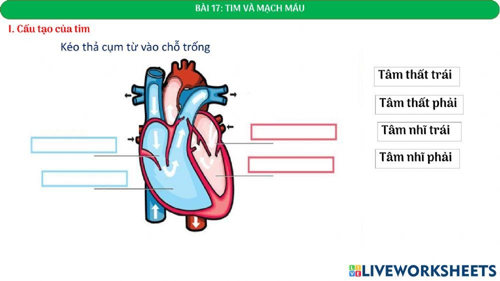 Tim và mạch máu