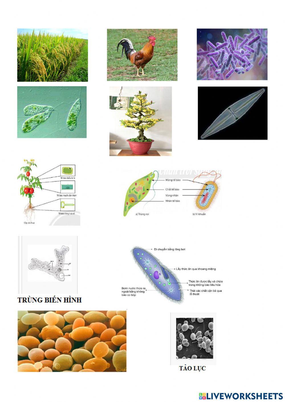 Từ tế bào đến cơ thể tiết 4