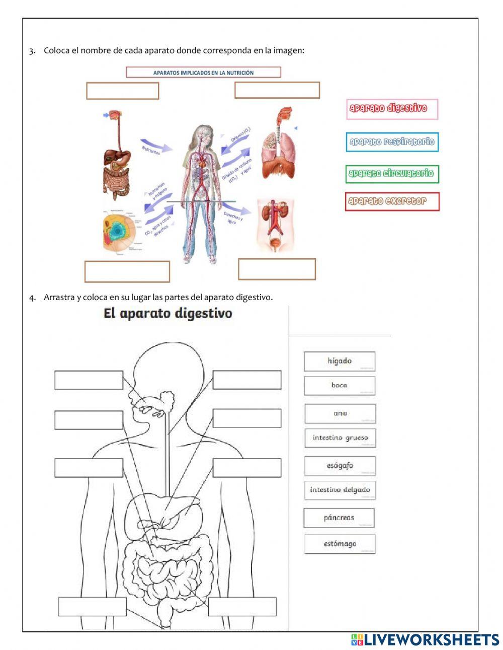Examen Vida Saludable Primer Trimestre Cuarto de Primaria