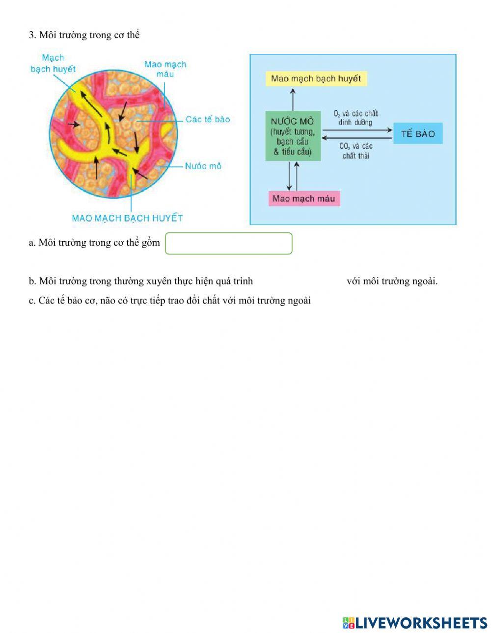 Phiếu học tập bài 13
