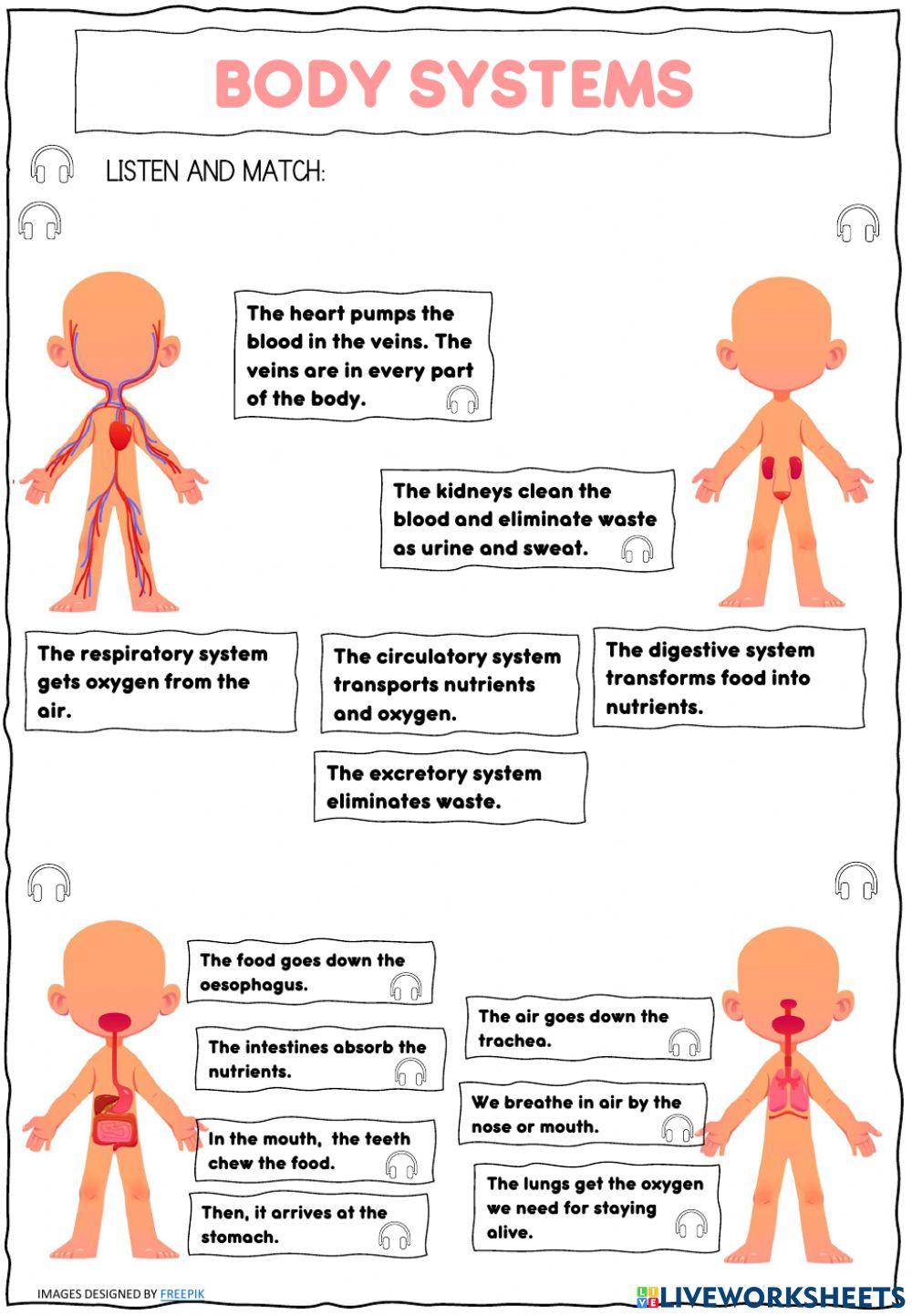 Body systems interactive worksheet for Segundo | Live Worksheets