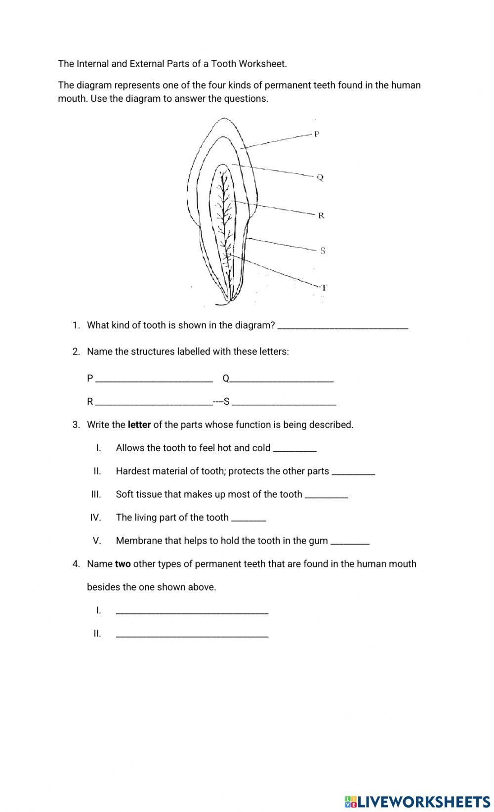 Internal and External Parts of a Tooth Worksheet 0202