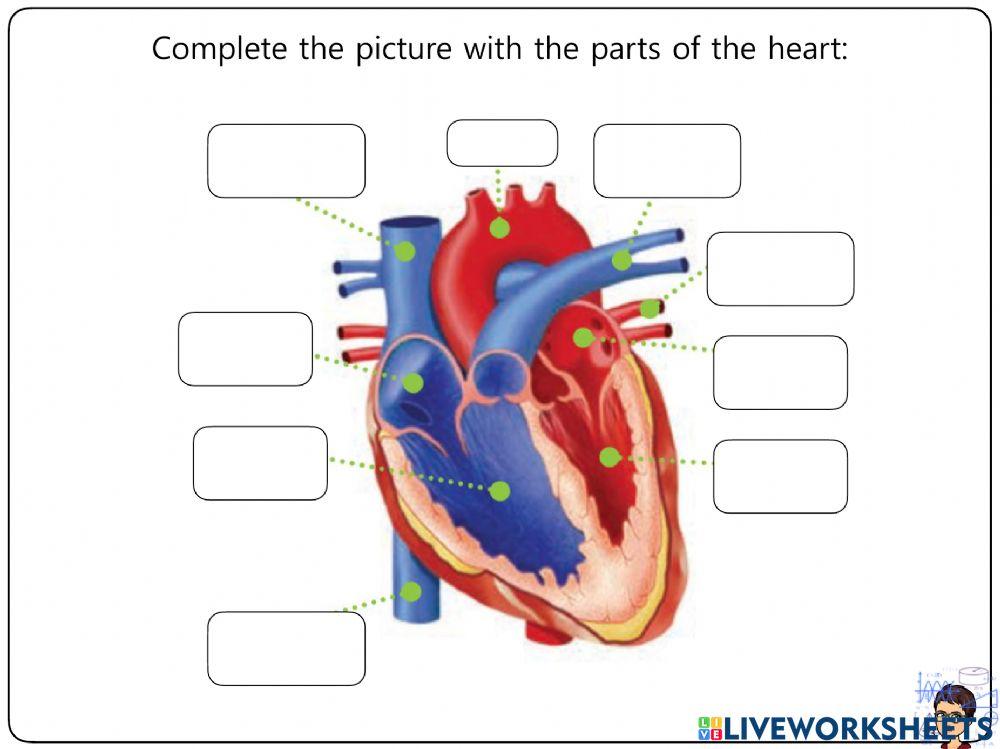 Nutrition Worksheets 12-16
