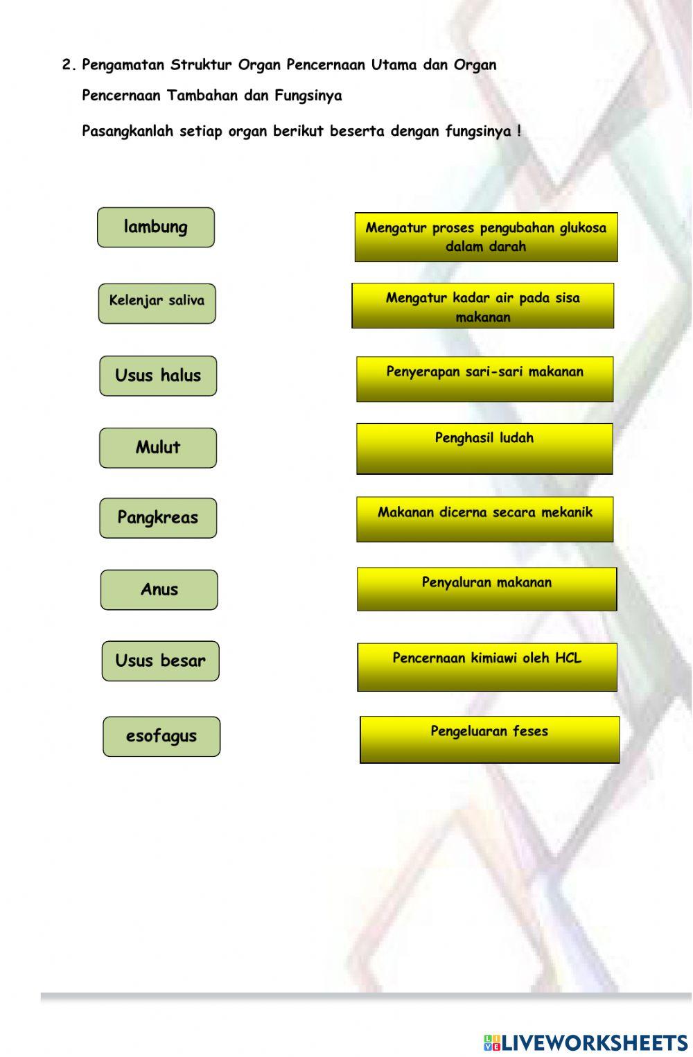 Lkpd organ pencernaan manusia