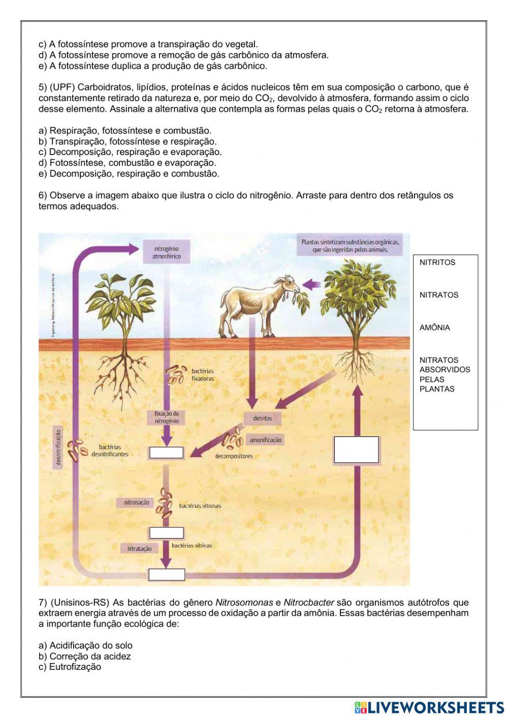 Ciclos biogeoquímicos
