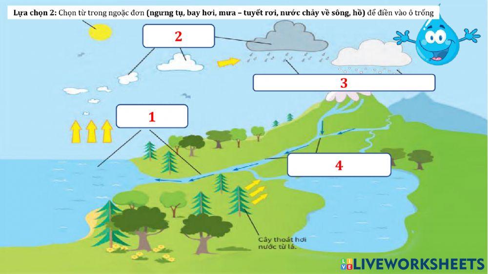 Vòng tuần hoàn của nước