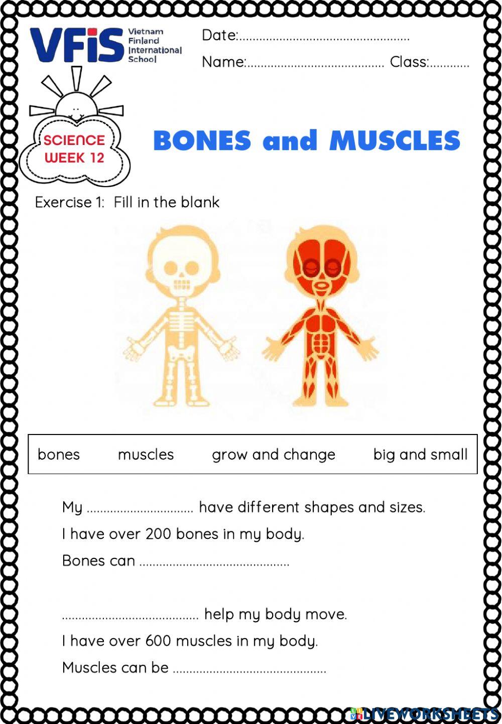 Worksheet - Bones and Muscles - Science - Week 12 online exercise for