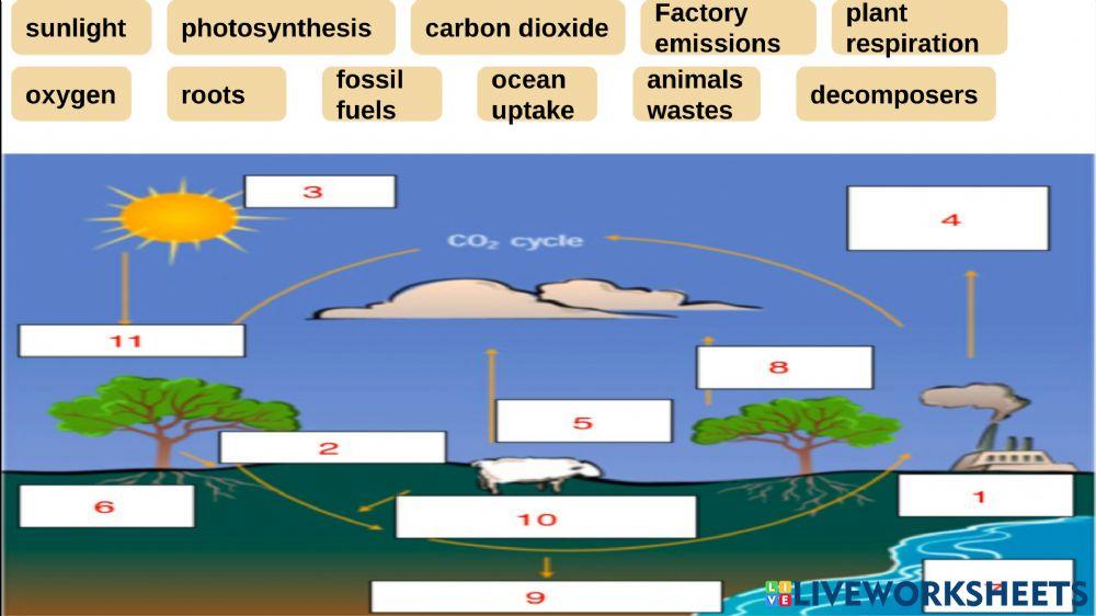 Carbon cycle