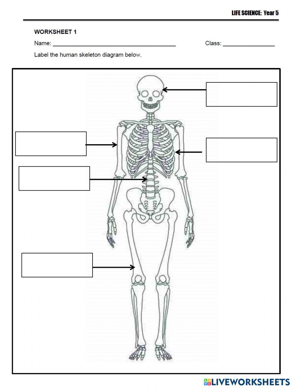 Human Skeletal System
