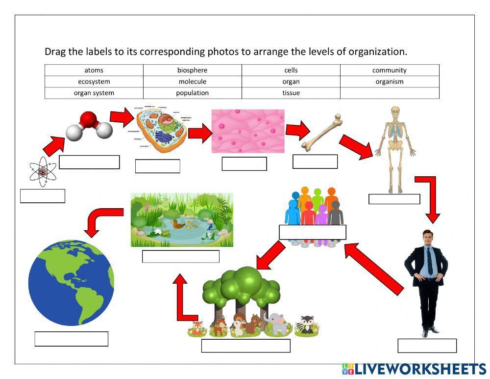 Levels of biological organism