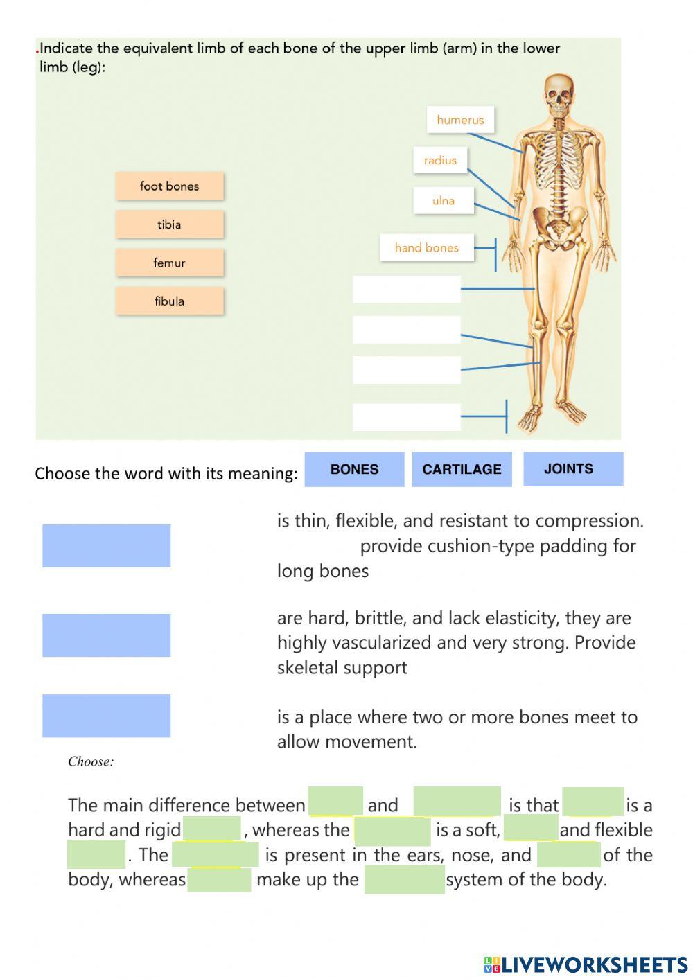 Skeletal body