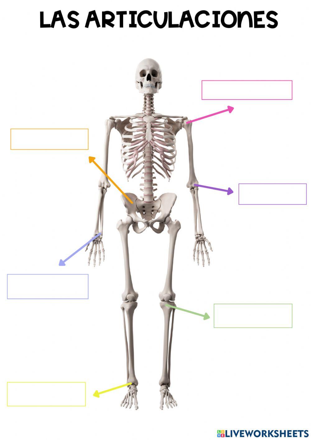 HUESOS Y ARTICULACIONES