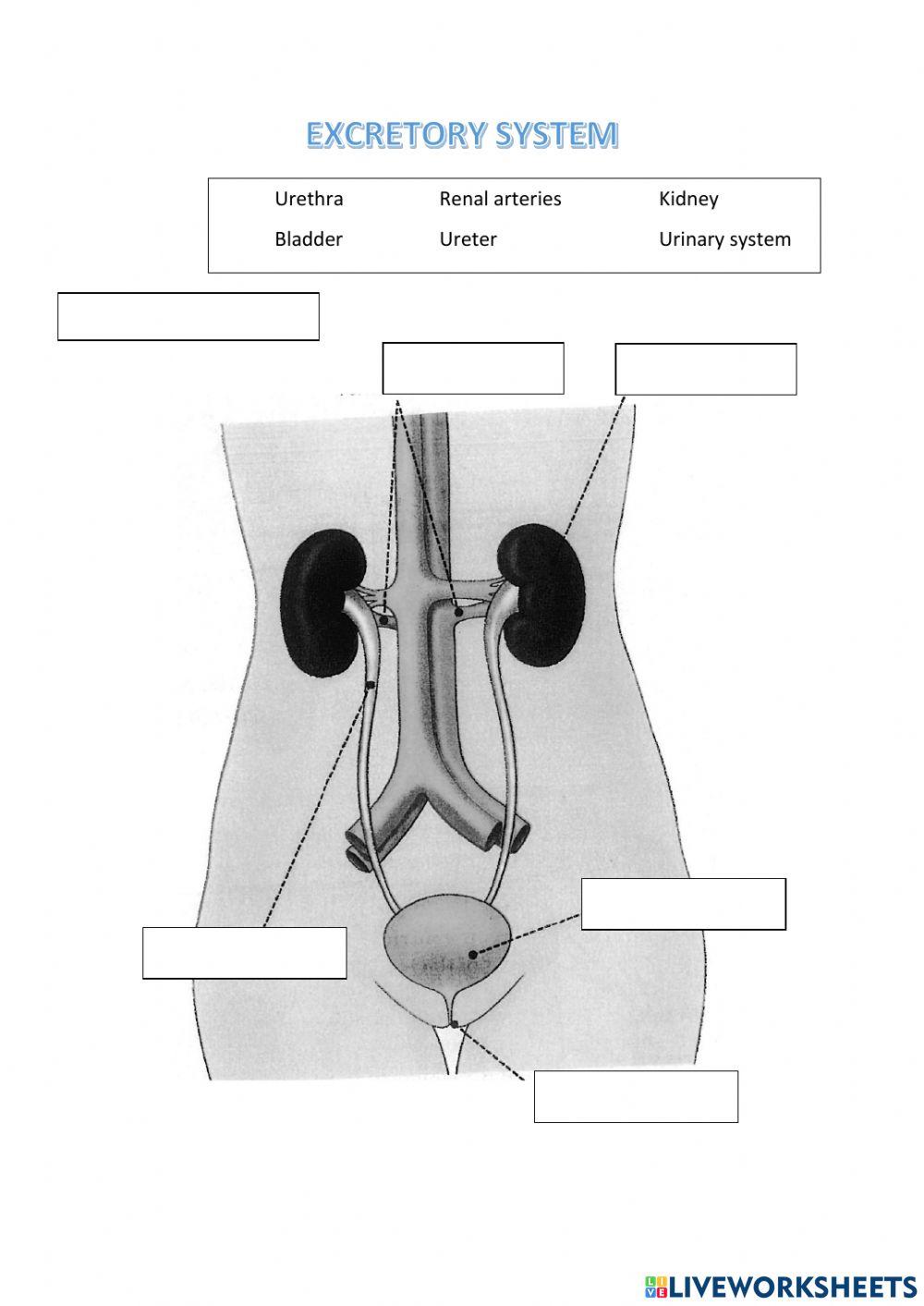 Excretory system 1667124 Valeria Garcia Mesa Live