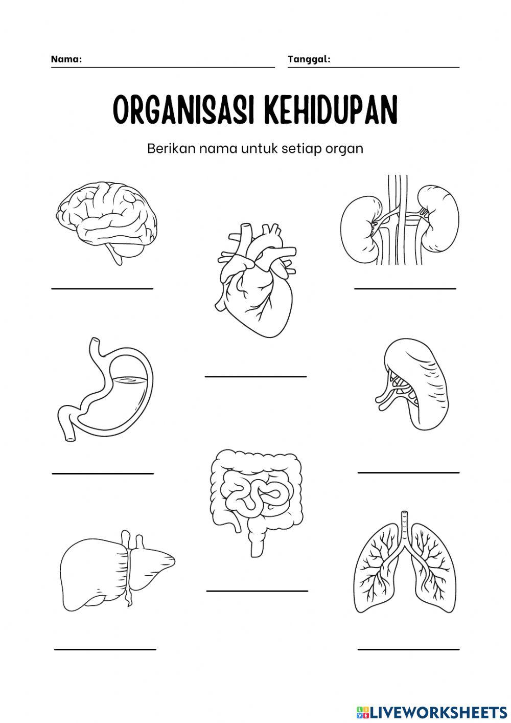 Organisasi kehidupan