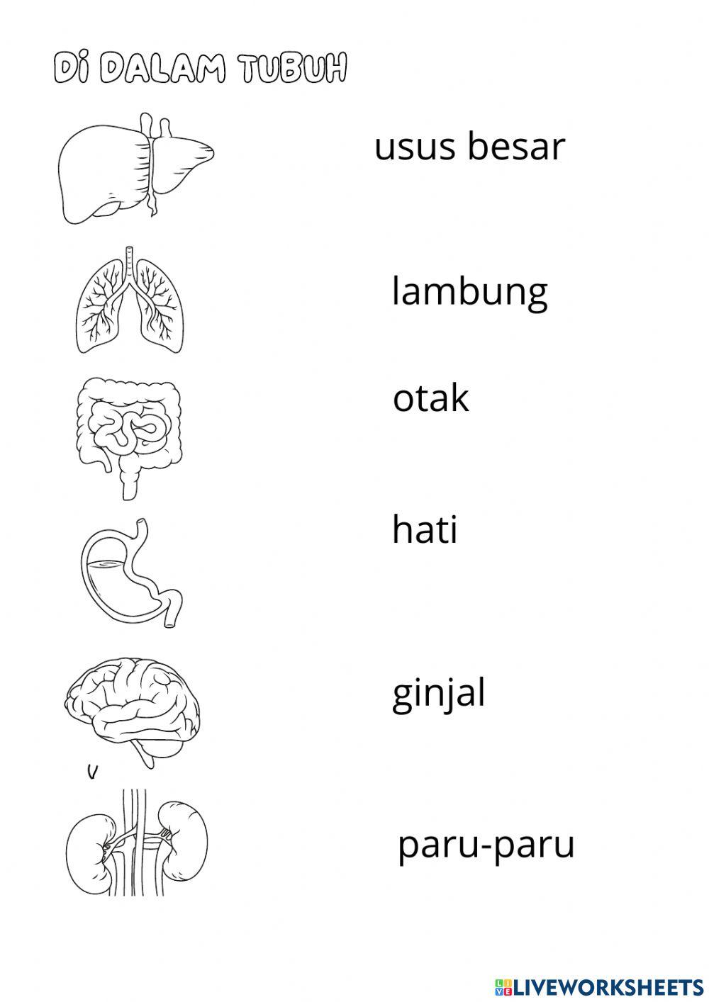 Organisasi kehidupan